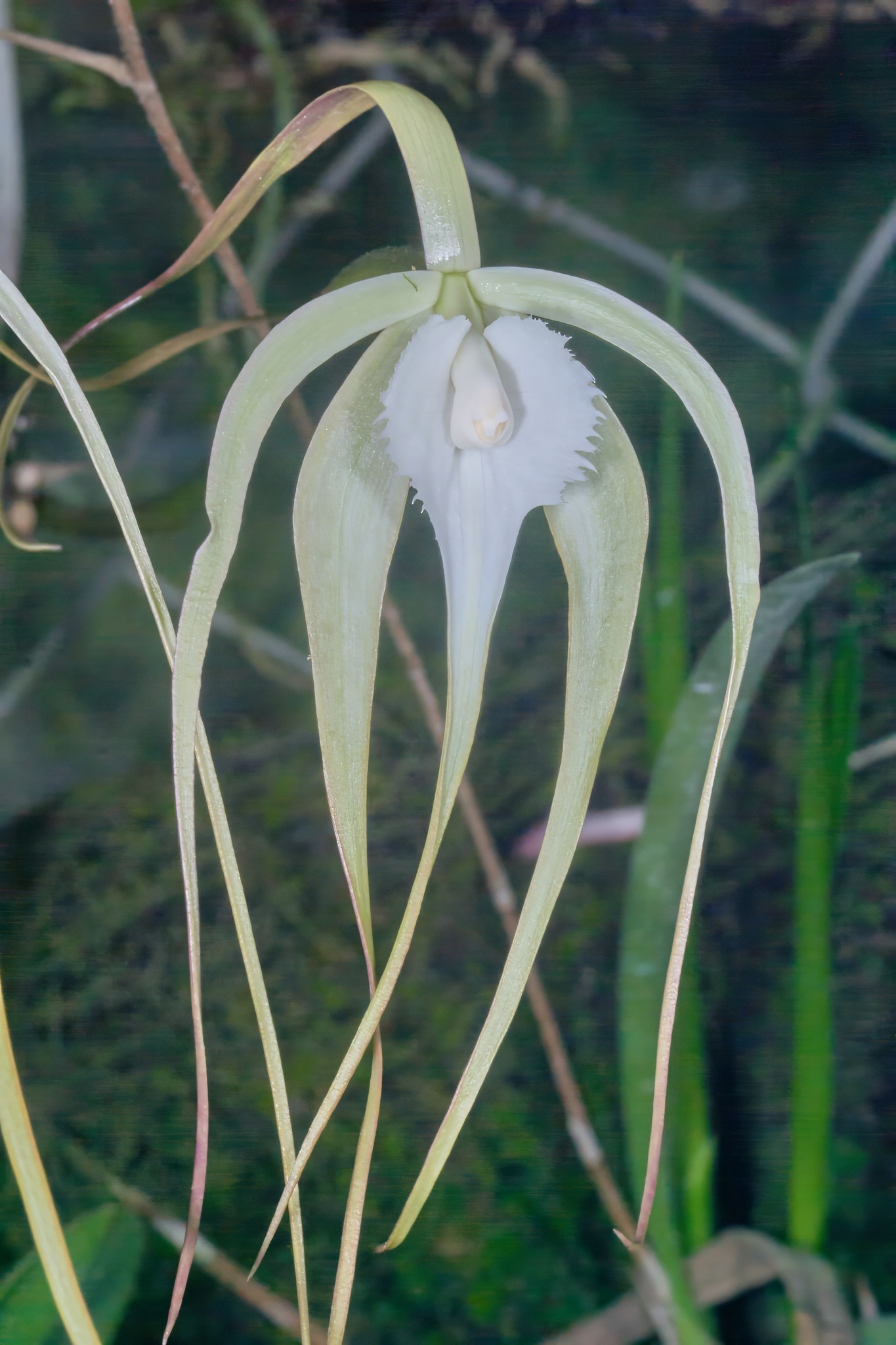 Brassavola cucullata (L.) R.Br.