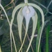 Brassavola cucullata - Photo (c) Sune Holt, algunos derechos reservados (CC BY-NC), subido por Sune Holt