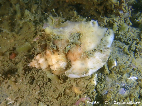 Japanese Oyster Drill, Oosterschelde, Zeeuwse meren, 158_13_400, NL, photo 8 of 10