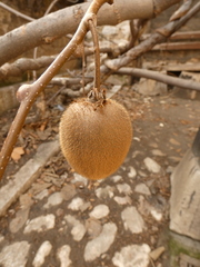 Actinidia chinensis deliciosa
