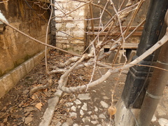 Actinidia chinensis deliciosa