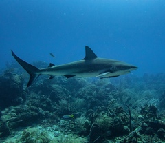 Carcharhinus perezii