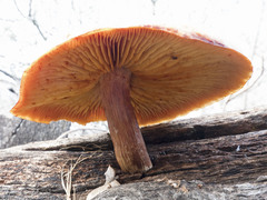 Gymnopilus aurantiophyllus image