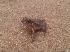 Arthroleptis stenodactylus