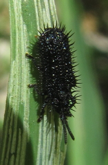 Dorcathispa