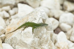 Anolis chlorocyanus