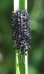 Dorcathispa