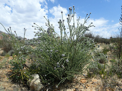 Leucadendron dubium