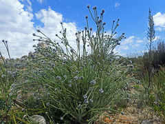Leucadendron dubium