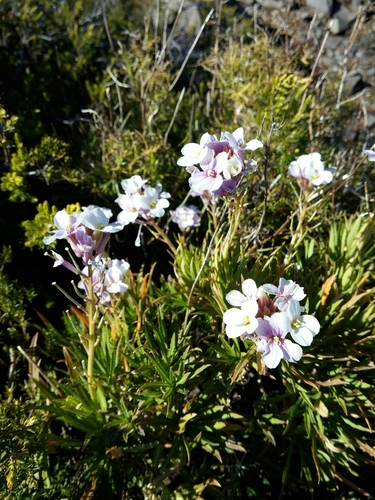 Erysimum bicolor
