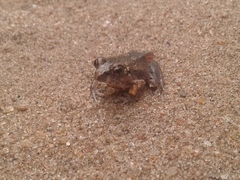 Arthroleptis stenodactylus