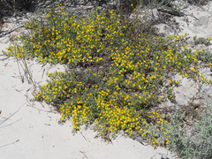 Rafnia diffusa