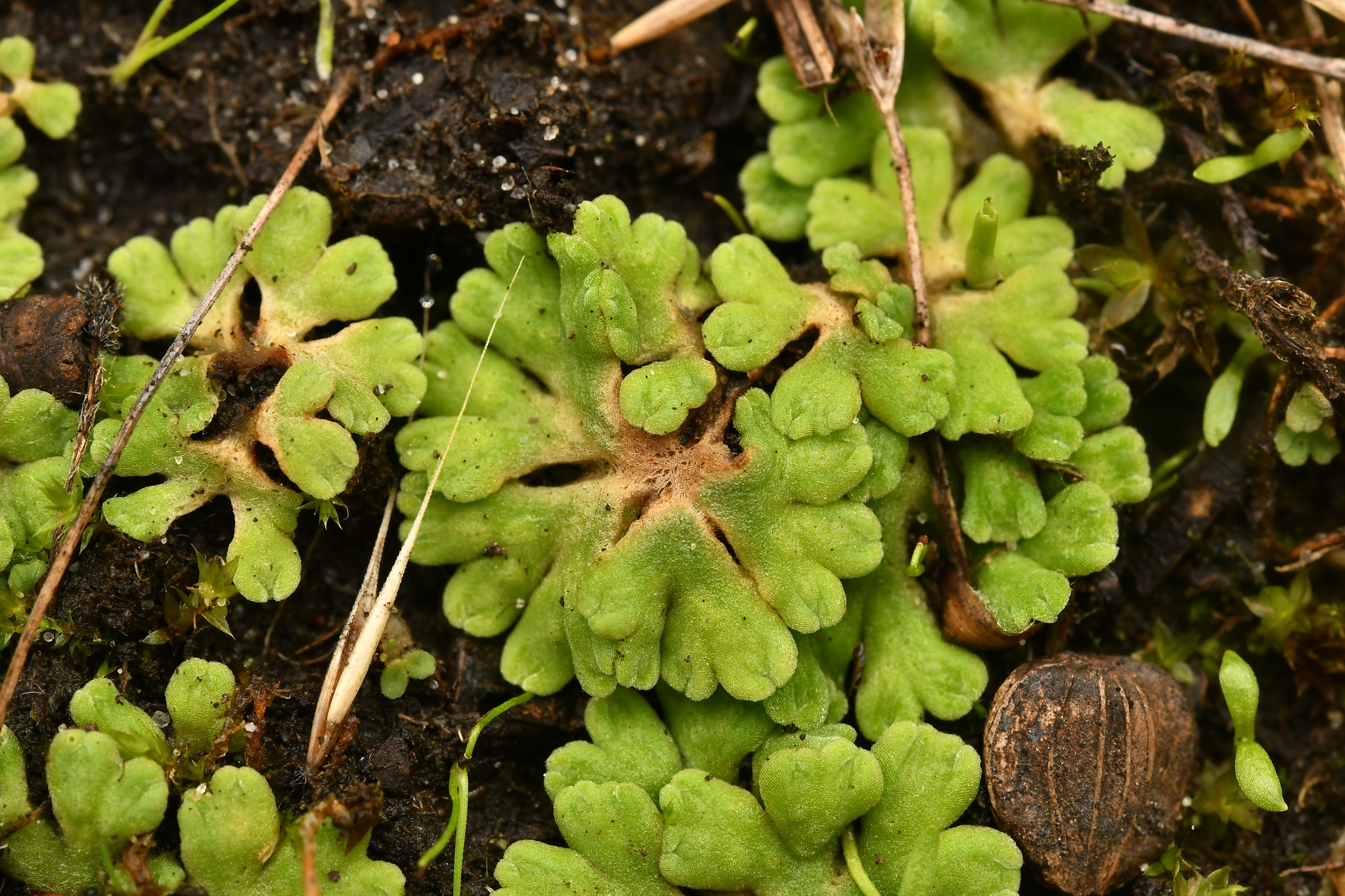 Riccia glauca