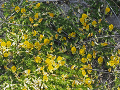 Aspalathus brevicarpa
