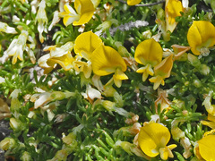 Aspalathus brevicarpa