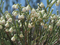 Erica senilis