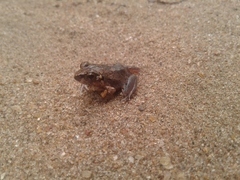 Arthroleptis stenodactylus