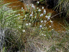 Lachnaea filamentosa