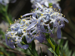 Lachnaea filamentosa