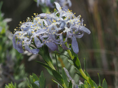 Lachnaea filamentosa