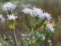 Lachnaea filamentosa