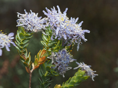 Lachnaea filamentosa