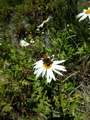 Lycaena phlaeas phlaeoides