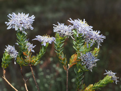 Lachnaea filamentosa