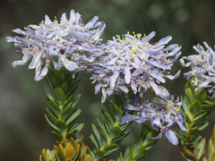 Lachnaea filamentosa