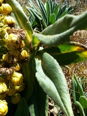 Senecio pascuiandinus