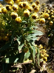 Senecio pascuiandinus