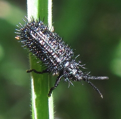 Dorcathispa
