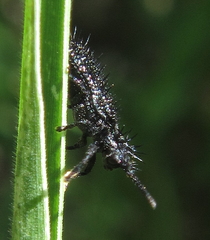Dorcathispa