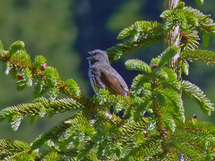 Passerella iliaca
