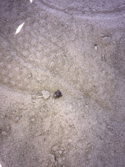 Eremoblatta subdiaphana