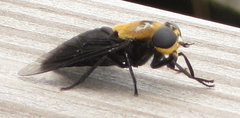 Tabanus biguttatus