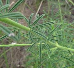 Cleome hirta