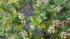 Veronica topiaria