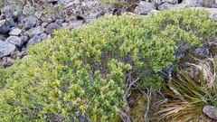 Veronica topiaria