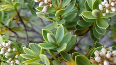 Veronica topiaria