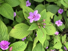 Impatiens sylvicola
