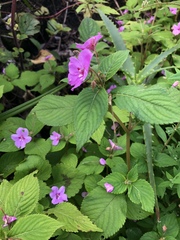 Impatiens sylvicola