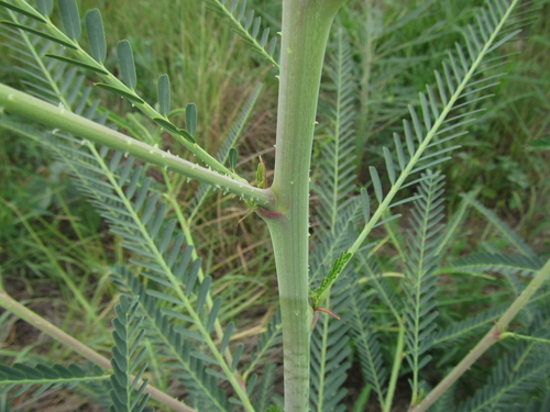 Sesbania bispinosa iNat (1)