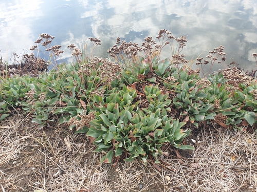 Limonium auriculae-ursifolium, photograph 2