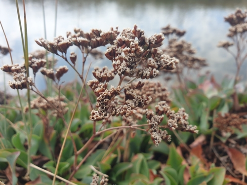 Limonium auriculae-ursifolium, photograph 5