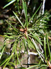 Pinus banksiana image