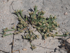 Psammotropha anguina