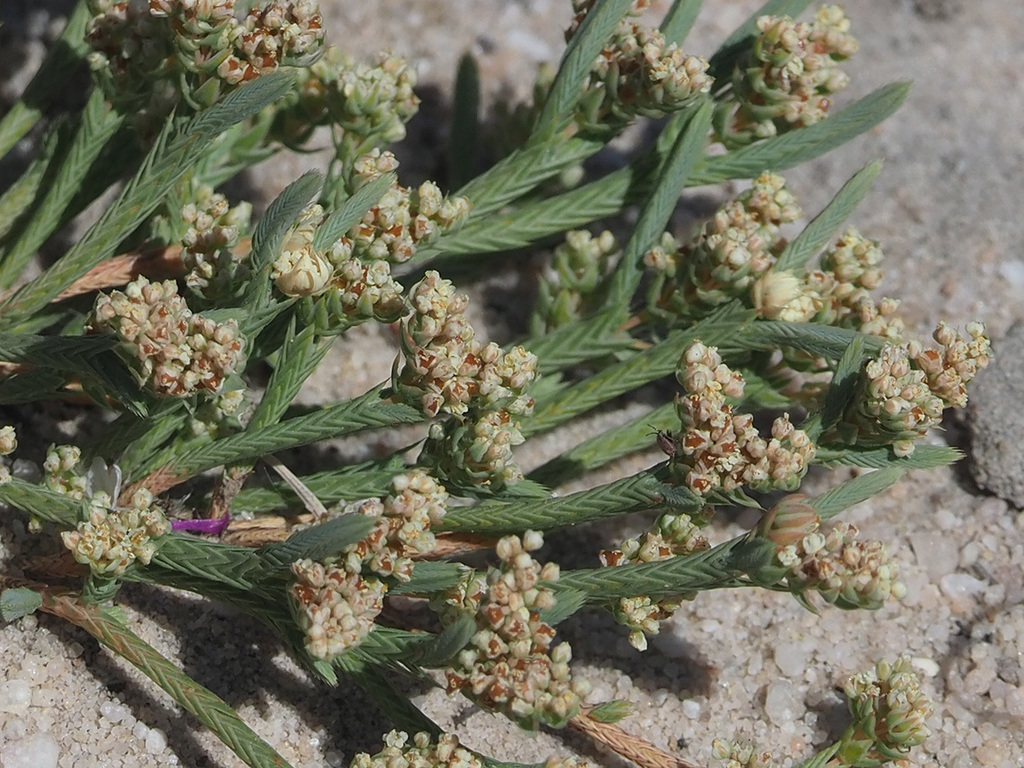 Cedar Stackleaf