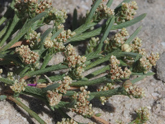 Psammotropha anguina