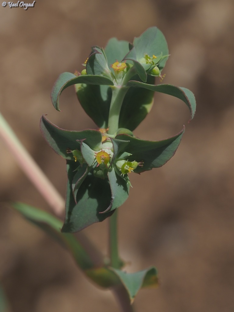 Aleppo Spurge